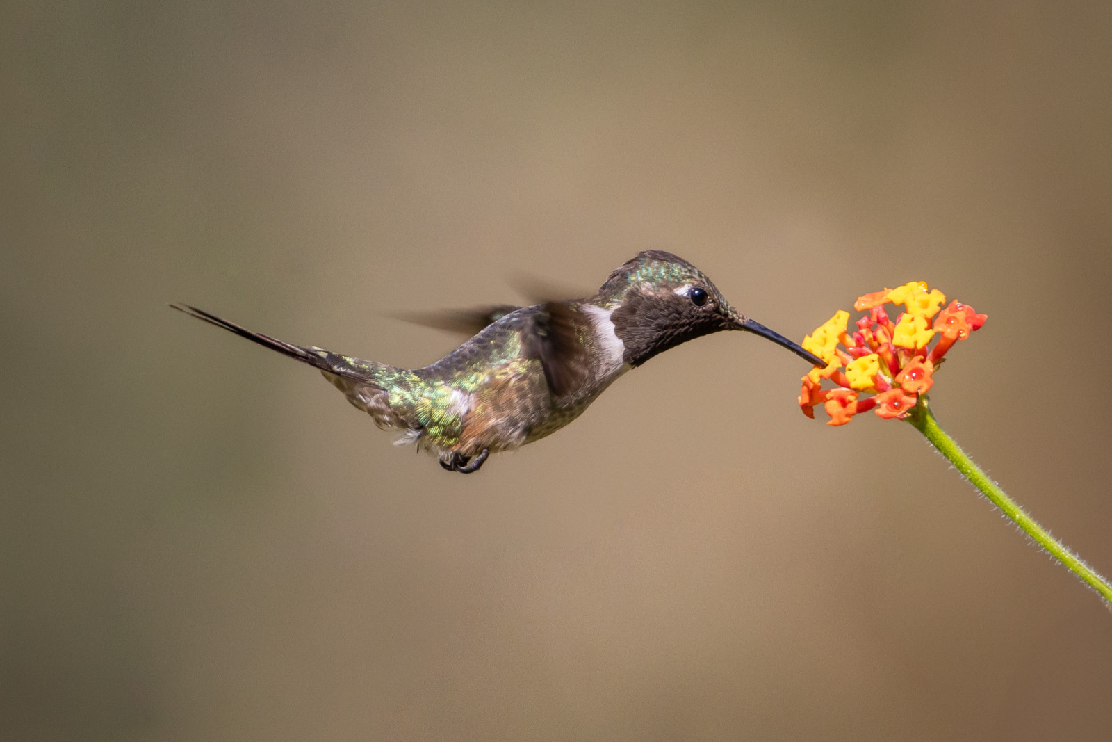 image Amethyst Woodstar